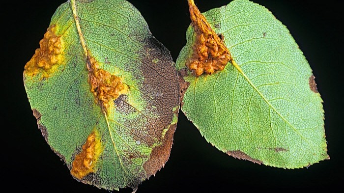 Armut Memeli Pas Hastalığı (Gymnosporangium Sabinae)