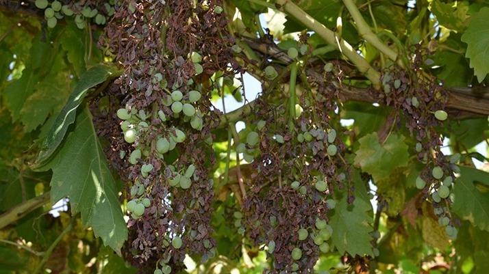 Mildiyö Hastalığı Görülen Bitkiler Nelerdir?