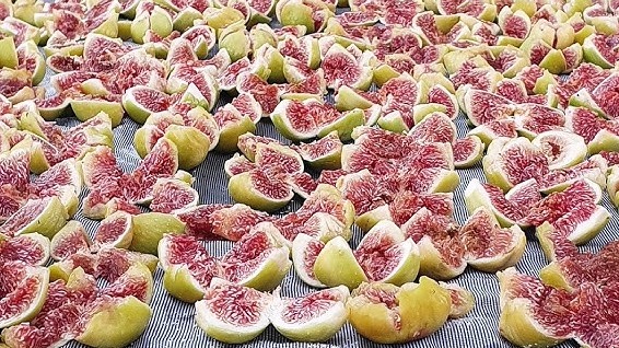 İncir Kurutma İşlemi Nasıl Yapılır? İncir Kurutma İşlemi Nasıl Yapılır?