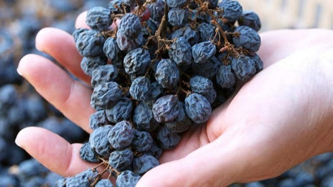 Üzüm Kurutma İşlemi Nasıl Yapılır?