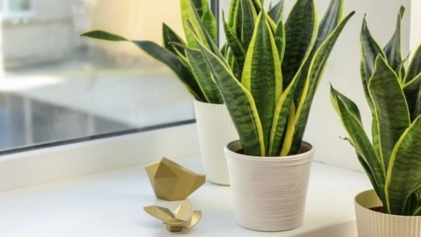 Şifalı Bitkilerle Doğal Ev Temizliği Şifalı Bitkilerle Doğal Ev Temizliği