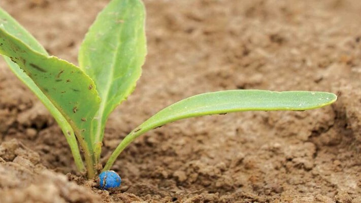 Şeker Pancarı Tarımı Nasıl Yapılır?