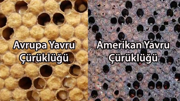 Yavru Çürüklüğü Hastalıklarından Korunma Yöntemleri Nelerdir?