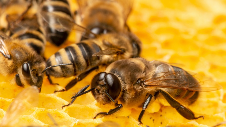 Arı Hastalıkları Nelerdir? En Yaygın 5 Hastalık Ve Korunma Yolları