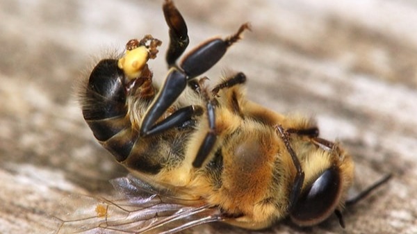 Arılarda Çiftleşme Olayı Nasıl Oluyor? Arılarda Çiftleşme Olayı Nasıl Oluyor?
