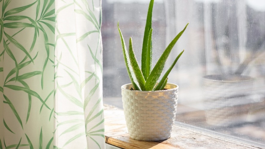 Aloe Vera: Cilt Ve Saç Bakımında Şifalı Bitki Aloe Vera: Cilt Ve Saç Bakımında Şifalı Bitki