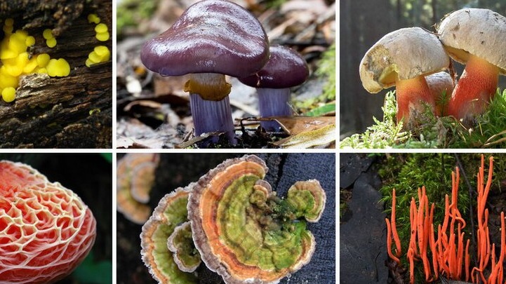 Şifalı Mantar Türleri Ve Yetiştiriciliği Şifalı Mantar Türleri Ve Yetiştiriciliği