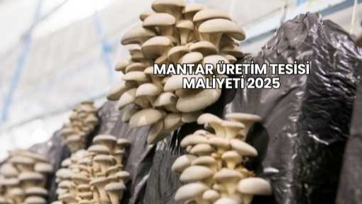 Mantar Üretim Tesisi: Mantar Çiftliği Maliyeti 2025 Mantar Üretim Tesisi: Mantar Çiftliği Maliyeti 2025