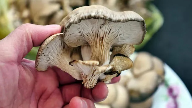 Mantar Hastalıkları Ve Zararlıları Kontrolü Mantar Hastalıkları Ve Zararlıları Kontrolü