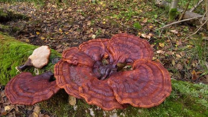 Reishi Mantarı Ve Bağışıklık Sistemi Güçlendirme Reishi Mantarı Ve Bağışıklık Sistemi Güçlendirme