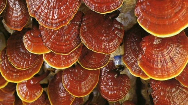 Reishi Mantarı Nedir, Faydaları Ve Zararları Nelerdir? Reishi Mantarı Nedir, Faydaları Ve Zararları Nelerdir?