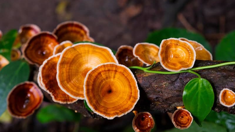 Reishi Mantarı Ve Kalp–Damar Sağlığı Reishi Mantarı Ve Kalp–Damar Sağlığı