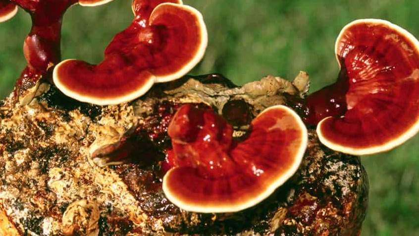 Reishi Mantarı Ve Karaciğer Sağlığı Reishi Mantarı Ve Karaciğer Sağlığı