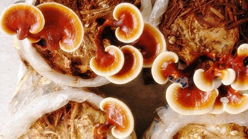 Reishi Mantarı Ve Cilt Sağlığı Reishi Mantarı Ve Cilt Sağlığı