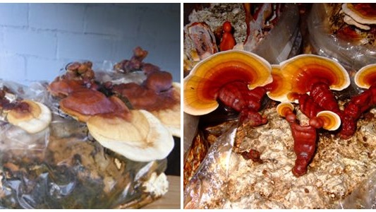 Reishi Mantarının Diğer Şifalı Mantarlarla Karşılaştırılması Reishi Mantarının Diğer Şifalı Mantarlarla Karşılaştırılması