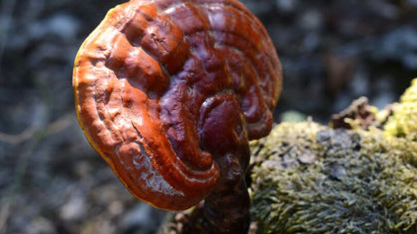 Reishi Mantarının Yan Etkileri Ve Güvenli Kullanımı Reishi Mantarının Yan Etkileri Ve Güvenli Kullanımı