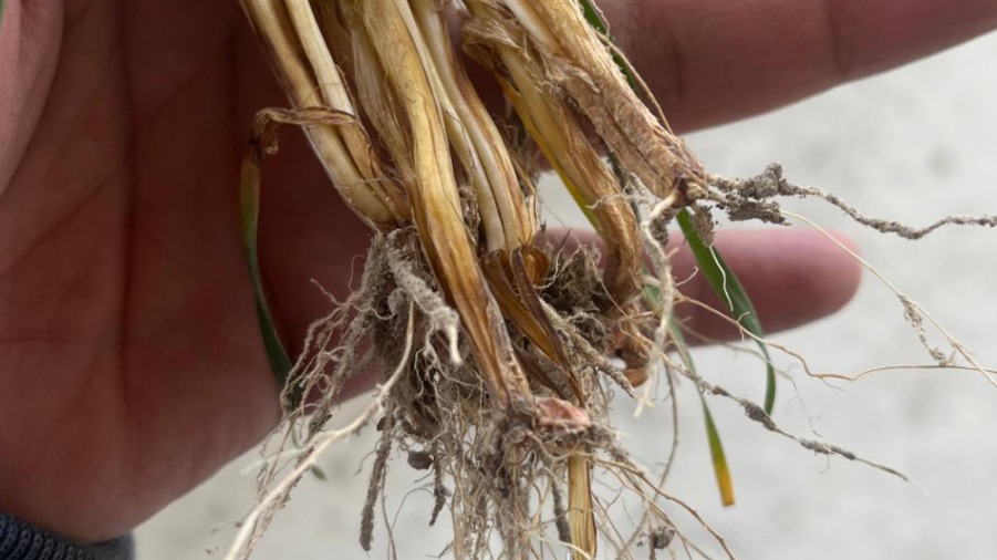 Buğdayda Kök Boğaz Çürüklüğü Nelerdir? Buğdayda Kök Boğaz Çürüklüğü Nelerdir?