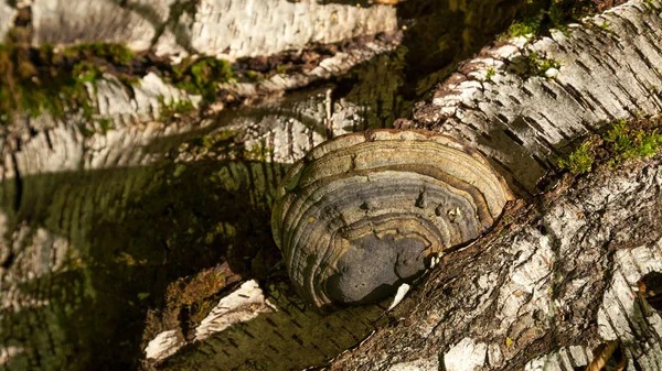 Chaga (Inonotus Obliquus - Huş Mantarı)