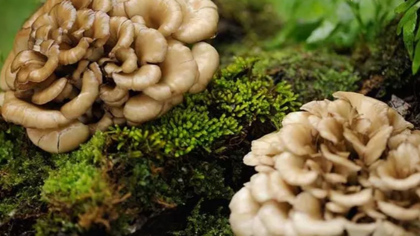 Maitake (Grifola Frondosa) Mantarı