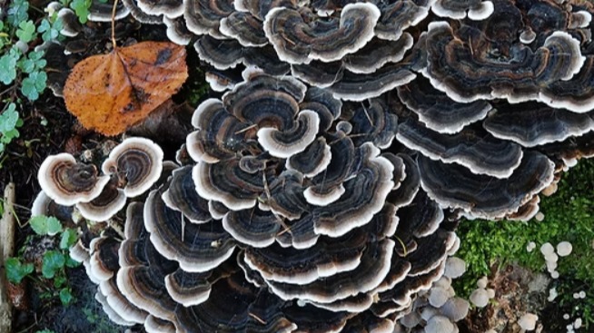 Turkey Tail (Trametes Versicolor) Hindiba Kuyruğu Mantarı