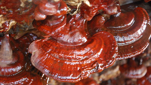 Reishi (Ganoderma Lucidum) Kırmızı Mantar
