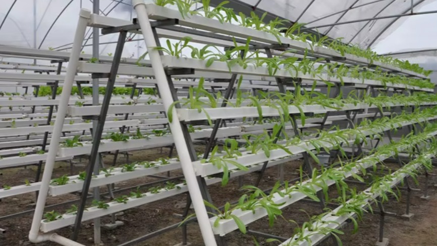 Topraksız Tarımda Modifiye Nft Tekniği