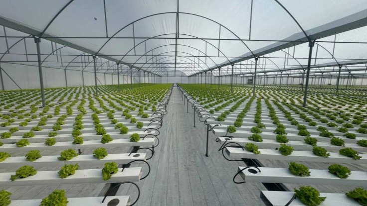 Topraksız Tarımda Nft Besleyici Film Tekniği