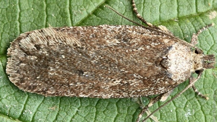 Anason Güvesi Nedir? Zararları Ve Mücadele Yöntemleri Anason Güvesi Nedir? Zararları Ve Mücadele Yöntemleri