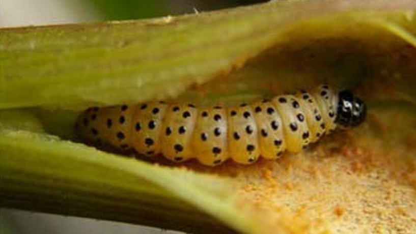 Anason Güvesi Nedir? Zararları Ve Mücadele Yöntemleri Anason Güvesi Nedir? Zararları Ve Mücadele Yöntemleri