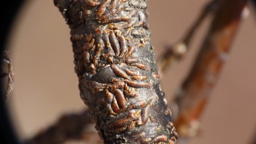 Antep Fıstığı Kabuklu Biti Nedir? Zararları Ve Mücadele Yöntemleri