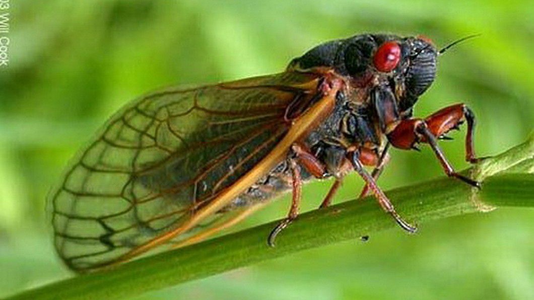 Ağustos Böcekleri Nedir? Zararları Ve Mücadele Yöntemleri