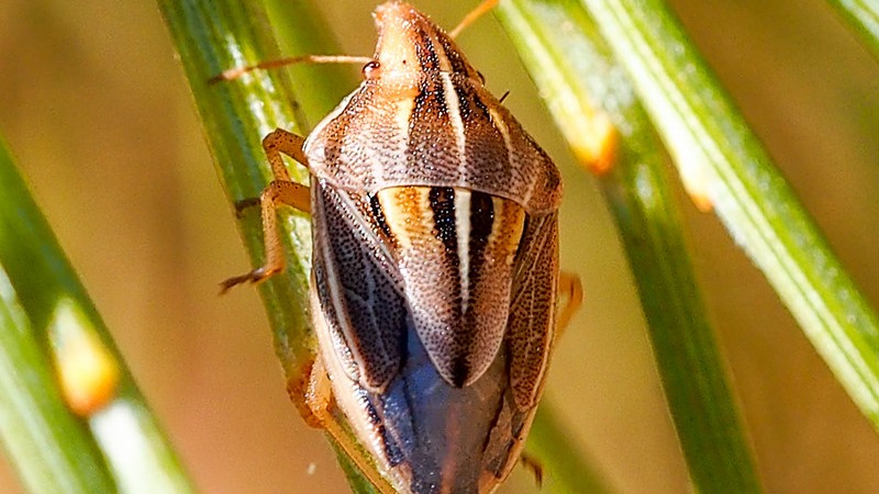 Hububatta Kımıl Nedir? Zararları Ve Mücadele Yöntemleri Hububatta Kımıl Nedir? Zararları Ve Mücadele Yöntemleri