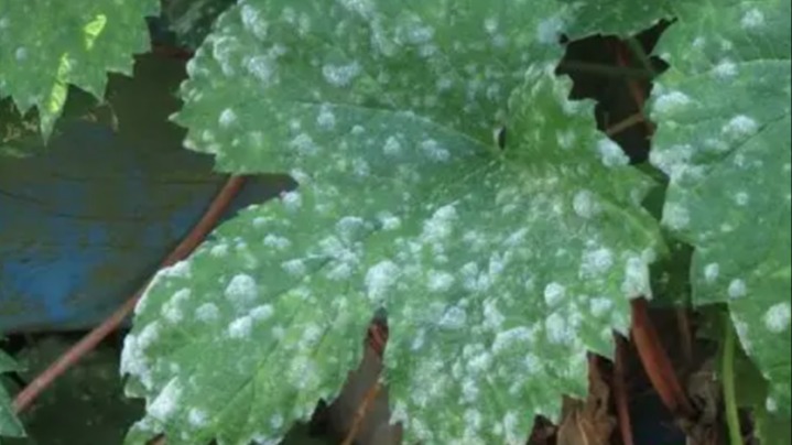 Çileklerde Külleme Hast. Belirtileri, Nedenleri Ve Mücadele Yöntemleri Çileklerde Külleme Hast. Belirtileri, Nedenleri Ve Mücadele Yöntemleri