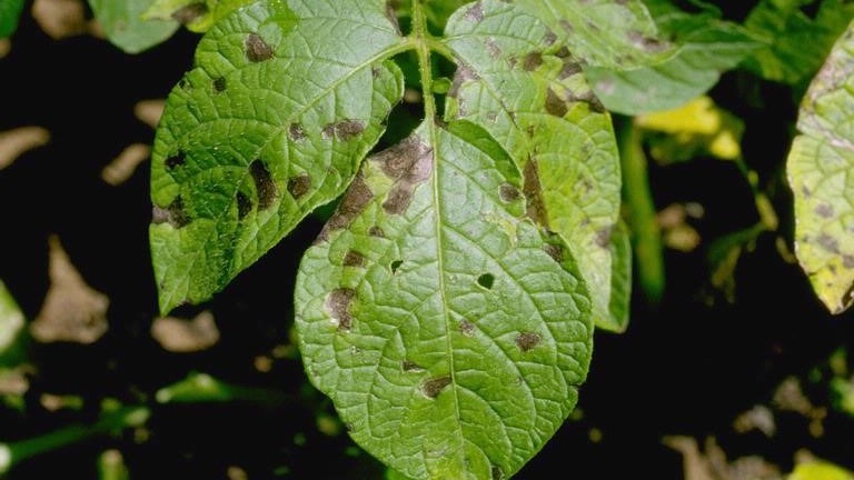 Erken Yanıklık Hastalığı Belirtileri, Nedenleri Ve Mücadele Yöntemleri Erken Yanıklık Hastalığı Belirtileri, Nedenleri Ve Mücadele Yöntemleri