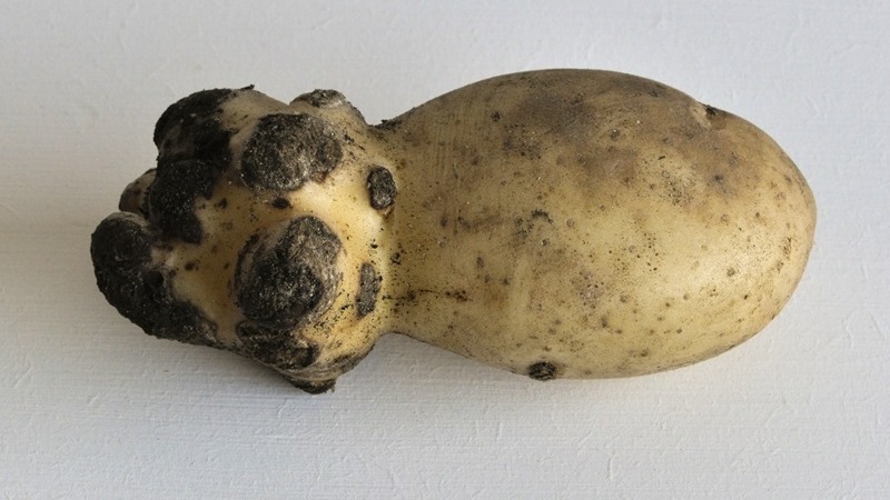 Patates Siğil Hastalığı Belirtileri, Nedenleri Ve Mücadelesi Patates Siğil Hastalığı Belirtileri, Nedenleri Ve Mücadelesi