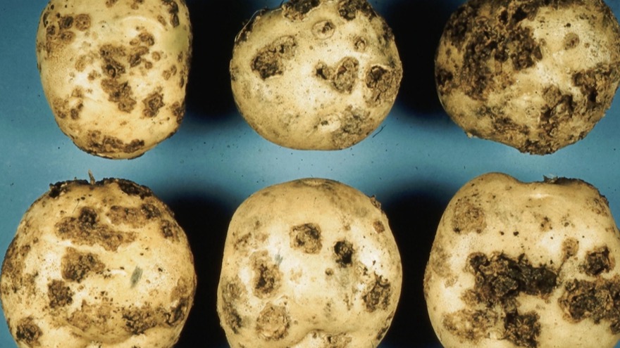 Patates Siyah Siğil Hastalığı Belirtileri, Nedenleri Ve Mücadelesi