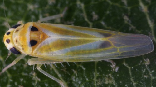 Bağ Üvezi Nedir? Zararları Ve Mücadele Yöntemleri