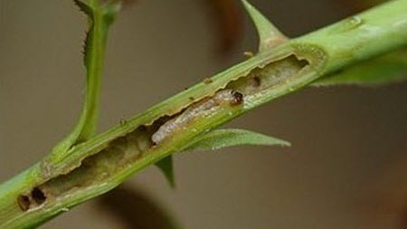 Gül Filiz Burgusu Nedir? Zararları Ve Mücadele Yöntemleri