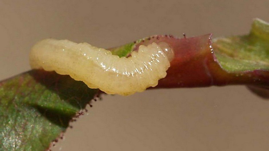 Gül Filiz Burgusu Nedir? Zararları Ve Mücadele Yöntemleri