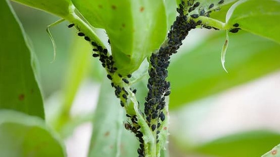 Tarımsal Zararlılar Nedir? Türleri, Zararları Ve Mücadelesi