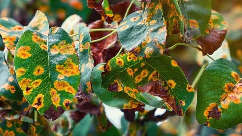 Tarımsal Hastalıklar Nedir? Türleri, Nedenleri Ve Mücadelesi