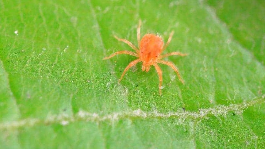 🕷️ Akarisit Nedir? Türleri, Etki Mekanizmaları