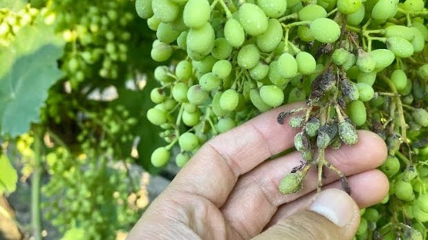 Fungusit Nedir? Türleri, Etki Mekanizmaları Nelerdir? Fungusit Nedir? Türleri, Etki Mekanizmaları Nelerdir?