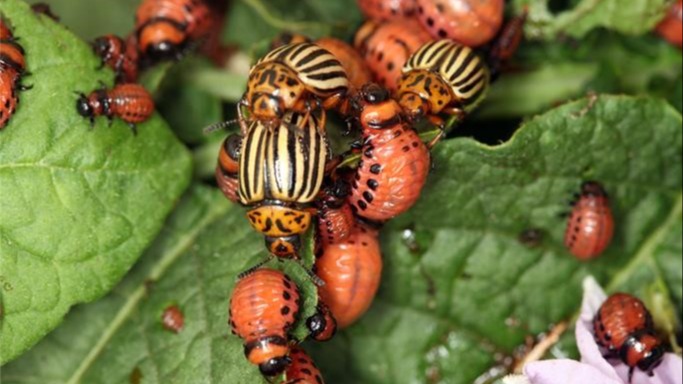 İnsektisit Türleri: Etkili Böcek Mücadelesi Rehberi İnsektisit Türleri: Etkili Böcek Mücadelesi Rehberi
