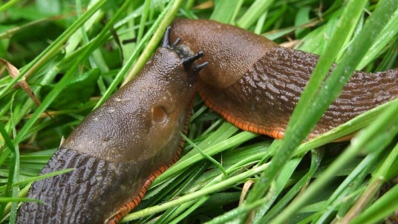 Salyangoz Ve Sümüklü Böcekler İçin Kullanılan İlaçlar