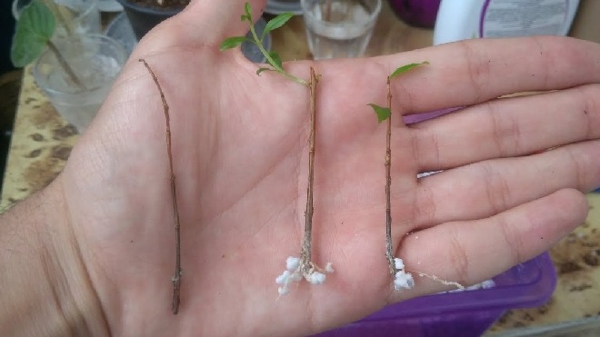 Bitki Gelişim Düzenleyiciler (BGD) Türleri Karate Zeon İnsektisit (Böcek İlacı)