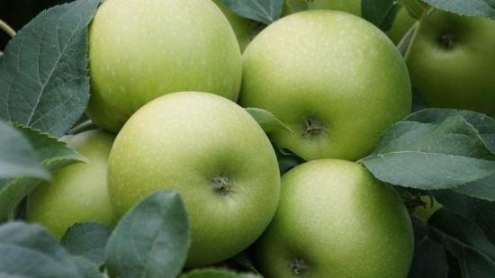 Önemli Elma Çeşitleri Nelerdir? Önemli Elma Çeşitleri Nelerdir?