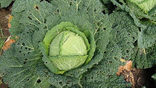 Lahana Gal Böceği Nedir? Zararları Ve Mücadele Yöntemleri