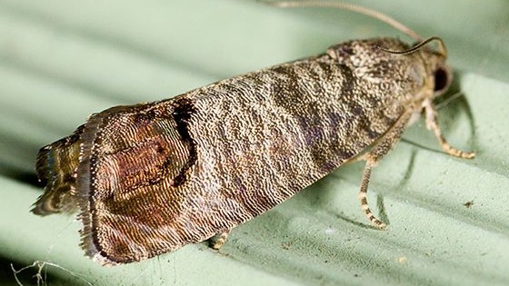 Meyve Ağaçlarında Yaprak Büken Nedir? Zararları Ve Mücadele Yöntemleri