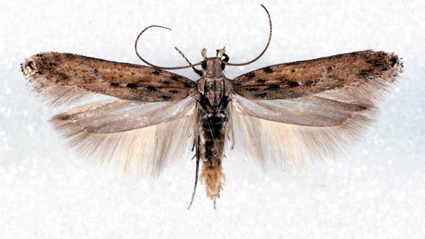 Patates Güvesi Nedir? Zararları Ve Mücadele Yöntemleri